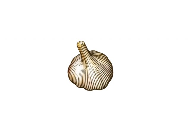 garlic