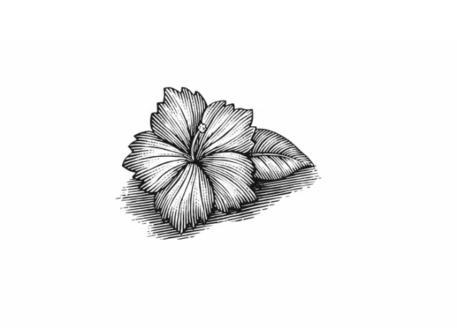 hibiscus