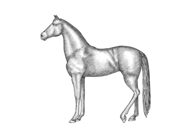 horse