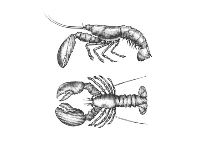 lobster-2