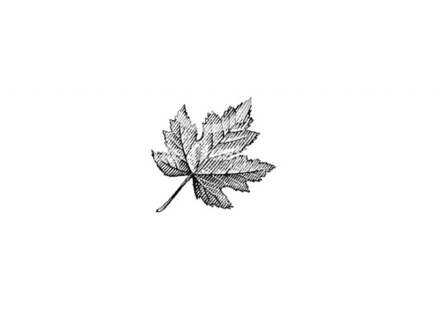 maple-leaf-2-s-noble