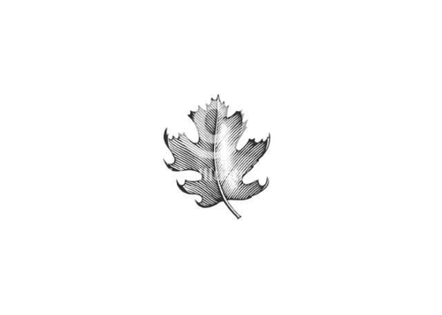 maple-leaf