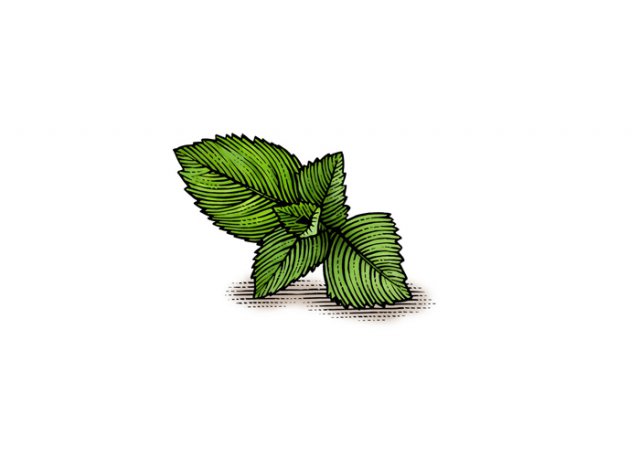 mint-leaf-positive