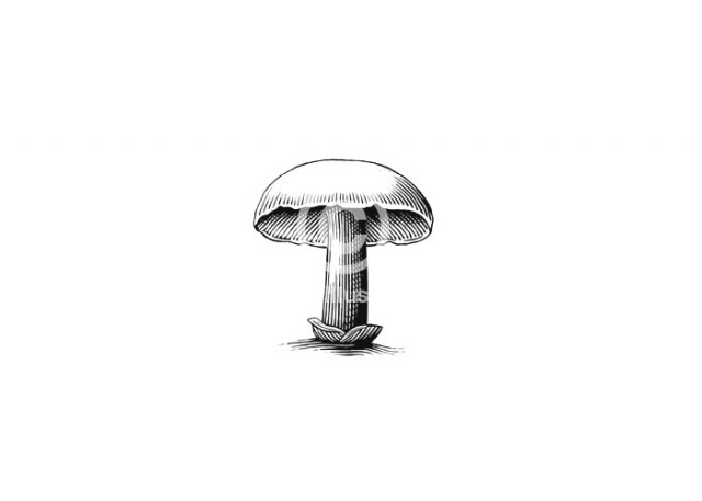 mushroom
