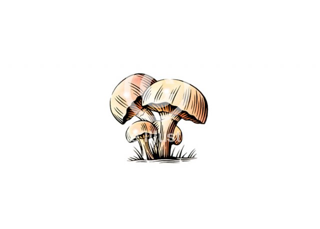 mushrooms-1