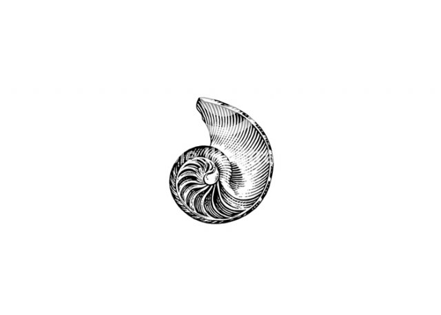 nautilus