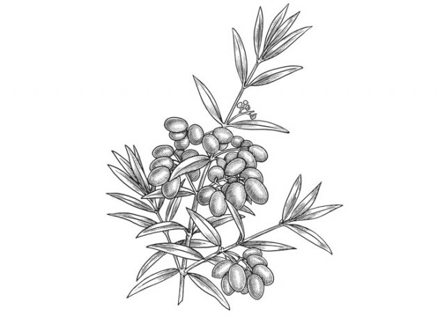 olive-branch-art