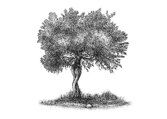 olive-tree-art
