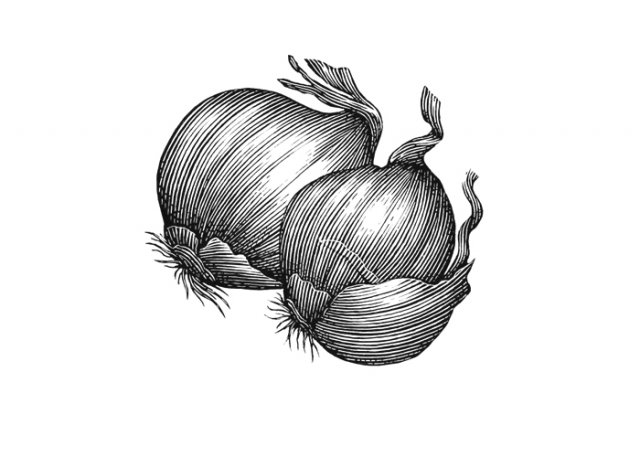 onions-art-2