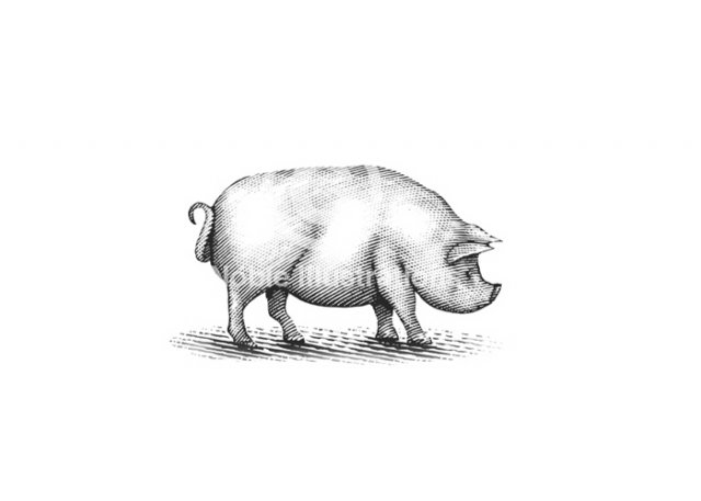 pig-art-7-copy