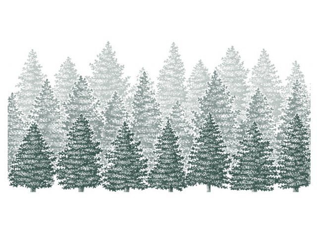 pine-trees-rows