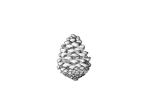 pinecone-art