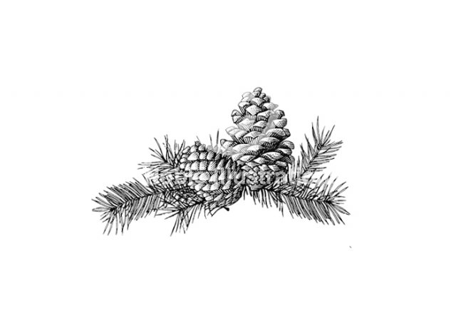 pinecones_001
