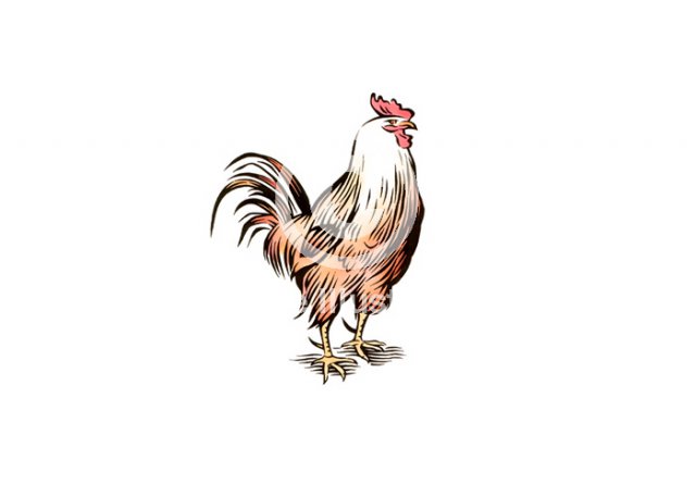 rooster