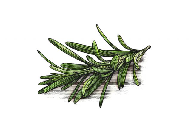 rosemary-1