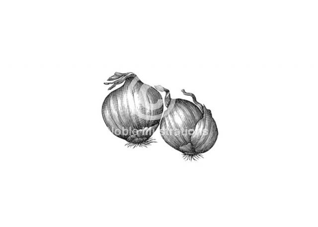 shallots-art-copy