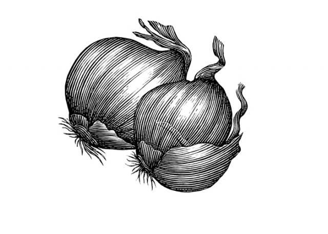 shallots-art