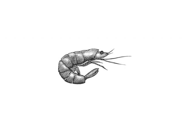 shrimp-art-2