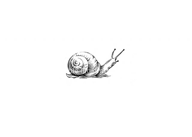 snail-icon