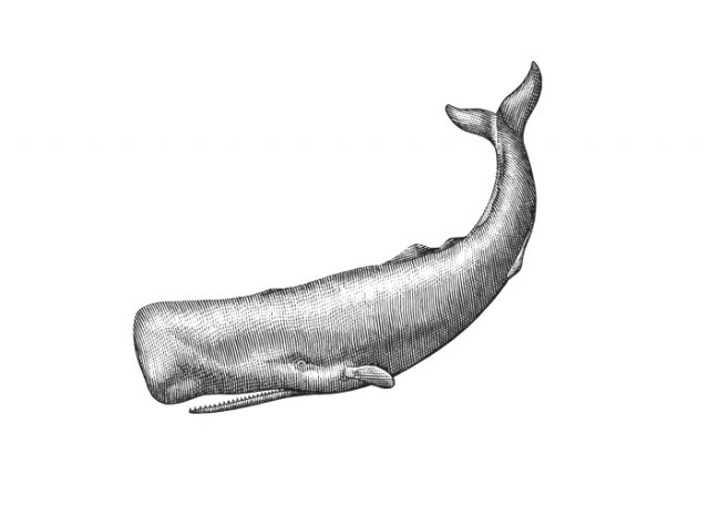 sperm-whale-art