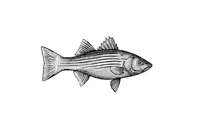 striped-bass-art