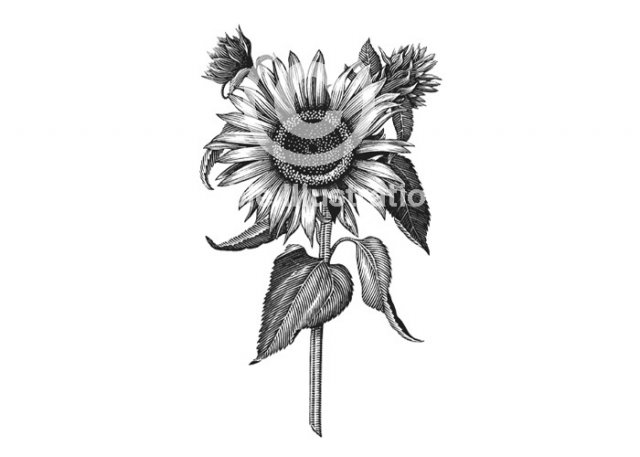 sunflower-stock
