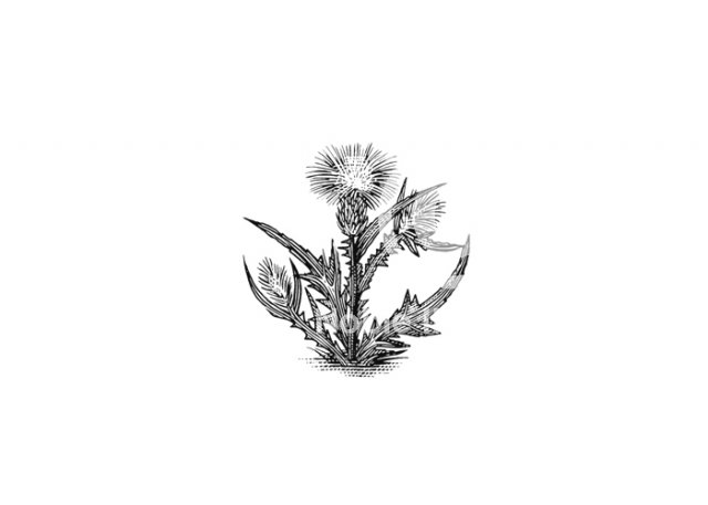 thistle