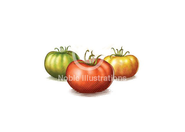 tomatoes-woodcut