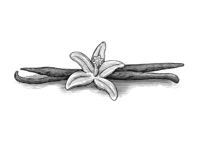 vanilla-3