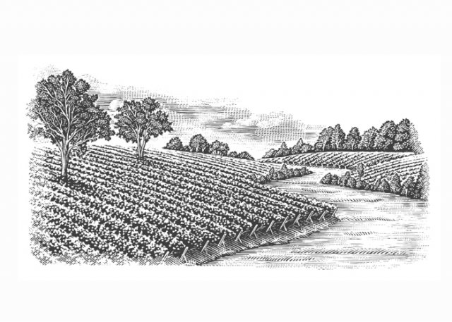 vineyards