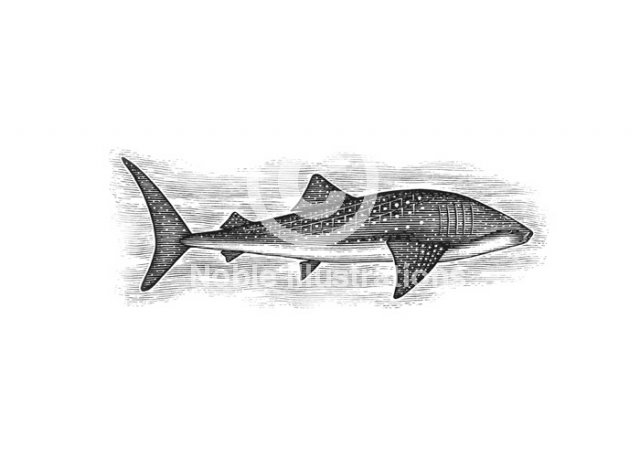 whale-shark