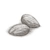 Almonds-2