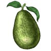 Avocado-