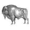 Bison-Art