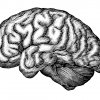 Brain_art-1