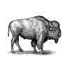 Buffalo