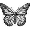 Butterfly-1