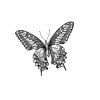 Butterfly-2