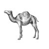 Camel-Art-stock