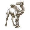 Camel