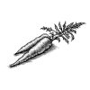 Carrots-1
