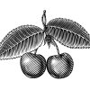 Cherries-art