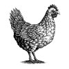 Chicken-art-1