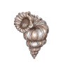 Conch-shell