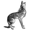 Coyote