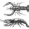 Crayfish