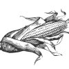 Ear-of-Corn