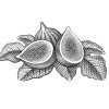 Figs-art-01