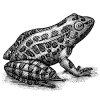 Frog-2