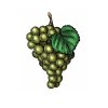 Grape-art-color2
